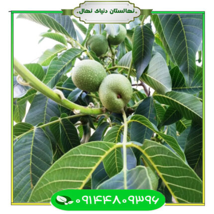 نهال گردو فرانکت (Francket walnut seedlings)