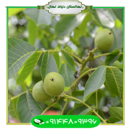 نهال گردو ژنوتیپ برتر (Superior genotype walnut seedlings)