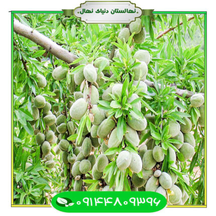 نهال بادام سوپرنوا (Supernova almond seedlings)