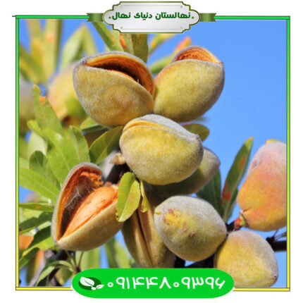 نهال بادام تگزاس (Texas almond seedlings)