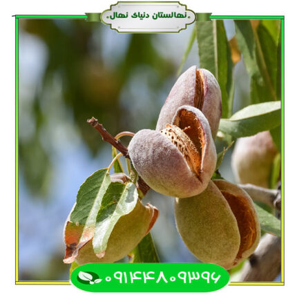 نهال بادام مامایی (mamaei almond seedlings)