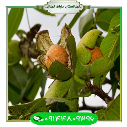 قیمت و خرید نهال گردو هارتلی (Hartley walnut seedling)