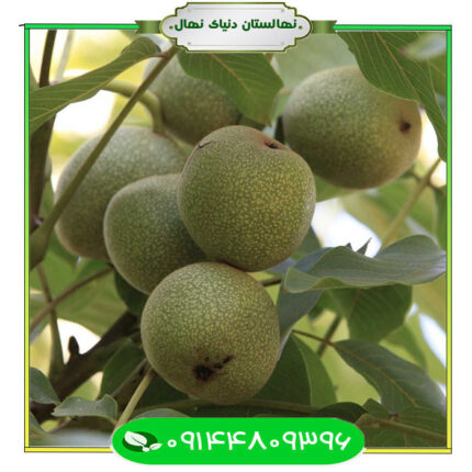 قیمت و خرید نهال گردو پدرو (Pedro walnut seedling)