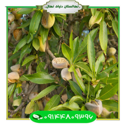 نهال بادام تونو (tuono almond seedlings)