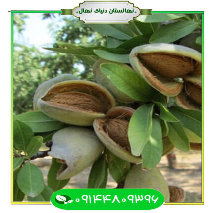 نهال بادام دیرگل آذر (Azar late-flowering almond seedlings)