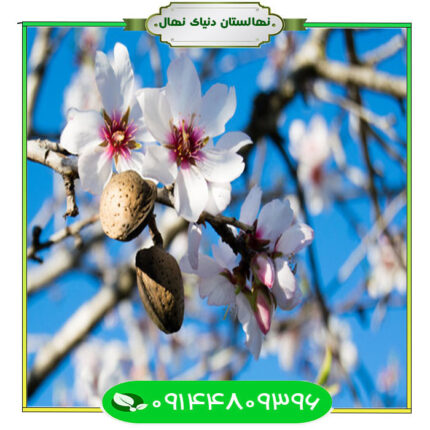 نهال بادام شکوفه (Blossoming almond seedlings)