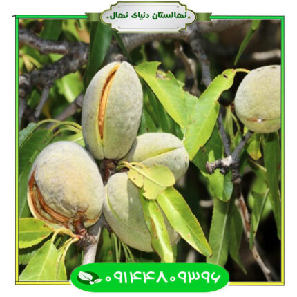 نهال بادام کاغذی (Paper almond seedlings)