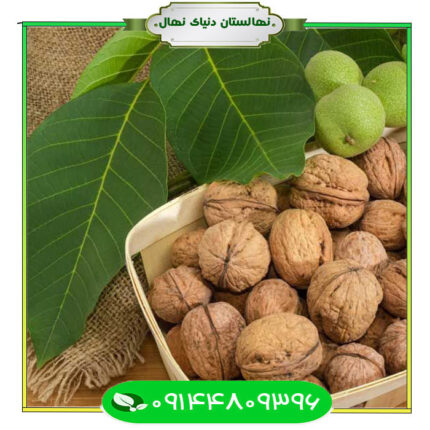 نهال گردو دماوند (Damavand walnut seedlings)