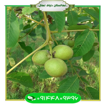 نهال گردو فرنور پیوندی (Grafted walnut seedlings)