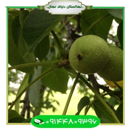 نهال گردو مقاوم به سرما (Cold resistant walnut seedlings) 