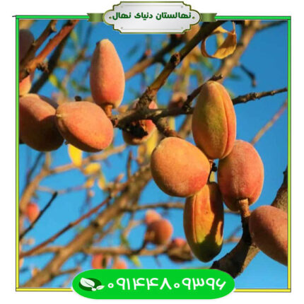 نهال بادام مارکوانا (Marquana almond seedlings)