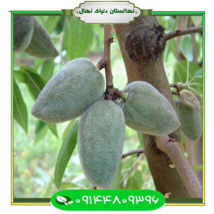 نهال بادام فراستار (Farastar almond seedlings) 