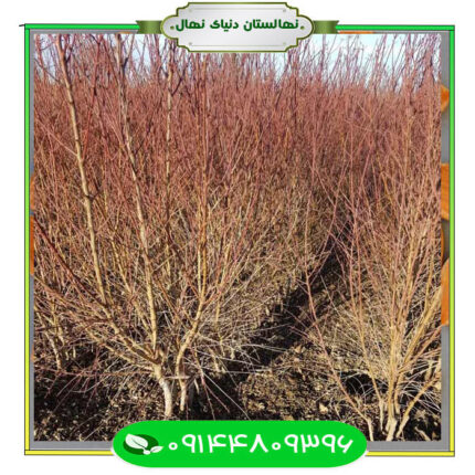 نهال بادام فراسلیس (Frasilis almond seedlings)