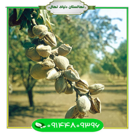 نهال بادام مسبووارا (Mesbovara almond seedlings)