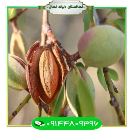 نهال بادام گلوریتا (Glorietta almond seedling)