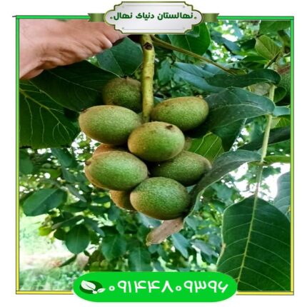 نهال گردو بیلچک (Balechak walnut seedling)