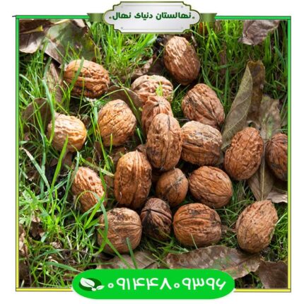 نهال گردو تخم مرغی (Egg walnut seedling)