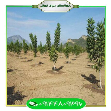 نهال گردو دیم (Dry walnut seedlings)