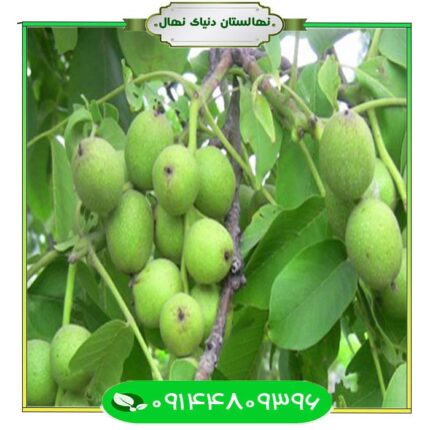 نهال گردو زود بازده (Early yielding walnut seedlings)