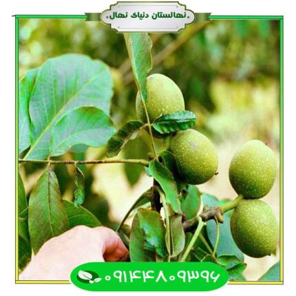 نهال گردو سجنو (Sajno walnut seedling)