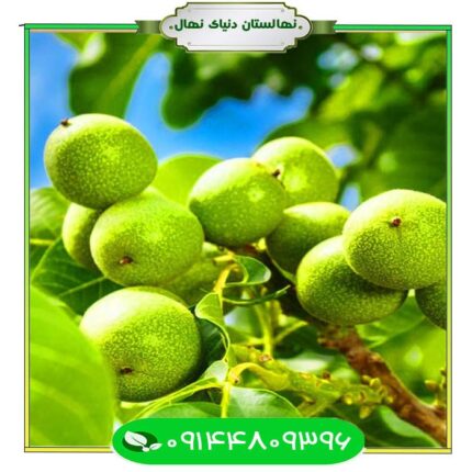 نهال گردو شبین (Shabin walnut seedling)