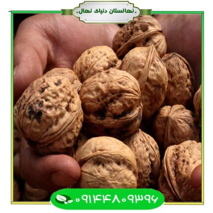 نهال گردو شیلی (Chile walnut seedlings)