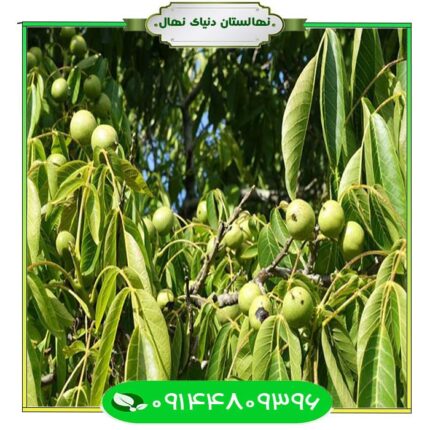 نهال گردو فرنت (Frontal walnut seedlings)