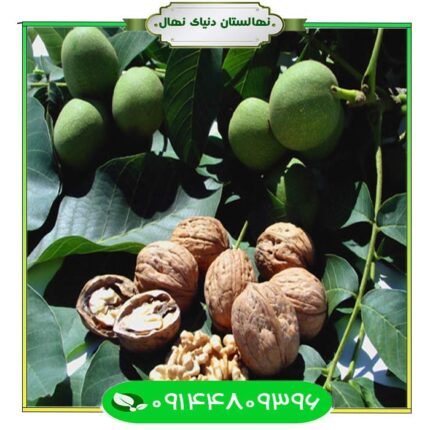 نهال گردو لارا (Lara walnut seedling)