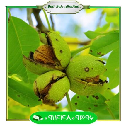 نهال گردو مقاوم به گرما (Heat resistant walnut seedlings)