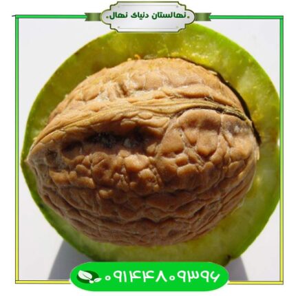 نهال گردو وینا (Vina walnut seedling)