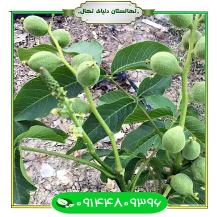 نهال گردو پاریزین (Parisian walnut seedlings)