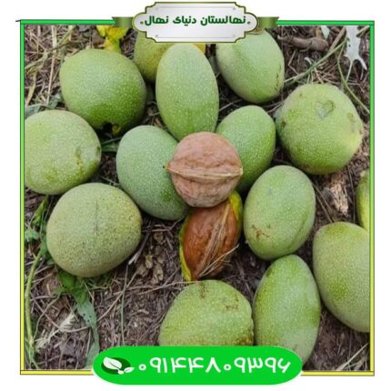 نهال گردو پوست کاغذی (Paper walnut seedlings)