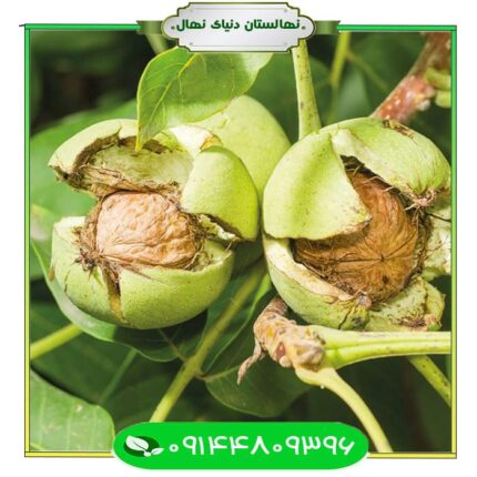 نهال گردو ژنوتیپ برتر مراغه (Maragheh top genotype walnut)