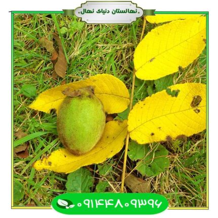 نهال گردو یالووا (Yalova walnut seedlings) 