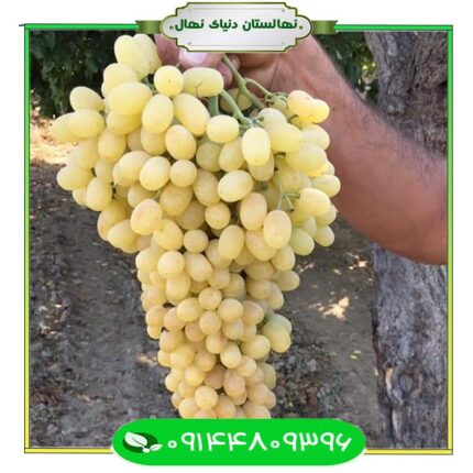 نهال انگور کشمشی بیدانه (Bildane raisin grape seedling)