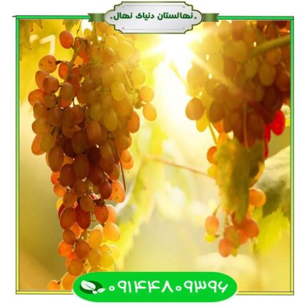 نهال انگور خلیلی (Khalili grape seedling)