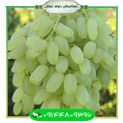 نهال انگور لعل حسینی (Lal Hosseini grape seedling)