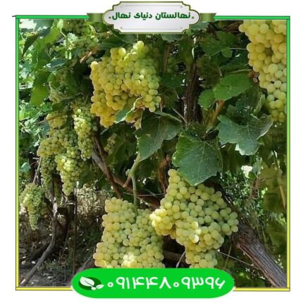 نهال انگور پرلت (Pearlet grape seedling)