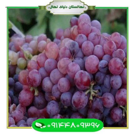 نهال انگور یاقوتی (Ruby grape seedling)