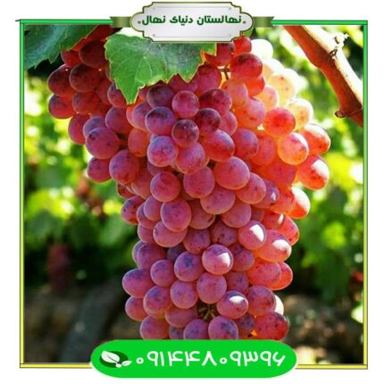 نهال انگور قرمز بی دانه (Seedless red grape seedling)