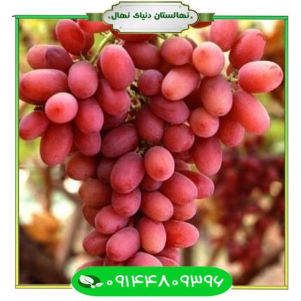 نهال انگور کریمسون سیدلس (Seedling Crimson Seedles)