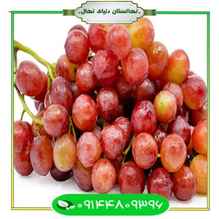 نهال انگور فلیم سیدلس (Seedlings of Flim sidles grapes)