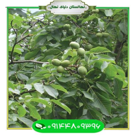 نهال گردو پایه کوتاه (Short base walnut seedlings)