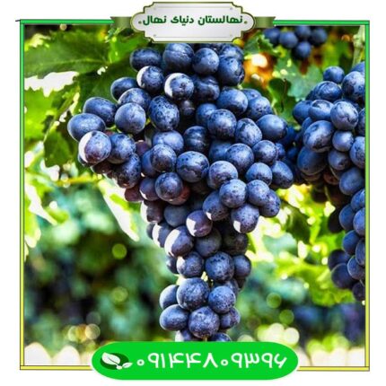 نهال انگور مویز ترکمن 4 (Turkmen currant grape seedling 4)