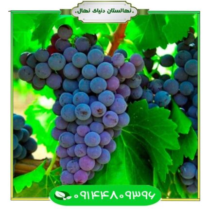 نهال انگور شاهانی 6 (Shahani grape seedling 6)