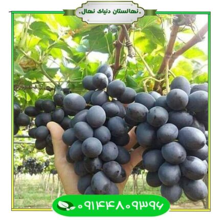 نهال انگور فرانسوی (French grape seedlings)