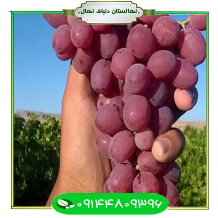 نهال انگور قزل اوزوم (Qezel Ozum grape seedling)