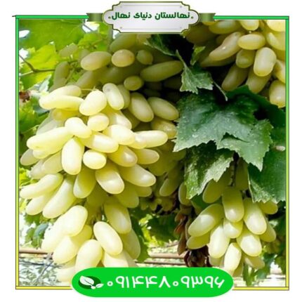 نهال انگور ریش بابا (Rish Baba's grape seedling)