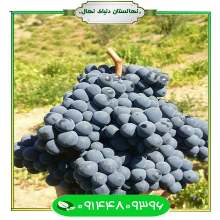 نهال انگور سیاه سردشت (Sardasht black grape seedling)