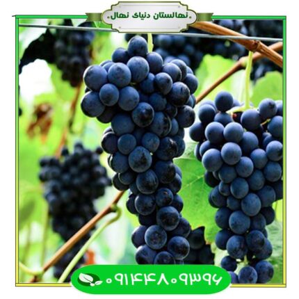 نهال انگور شانی (انگور شاهانی) (shahani grape)